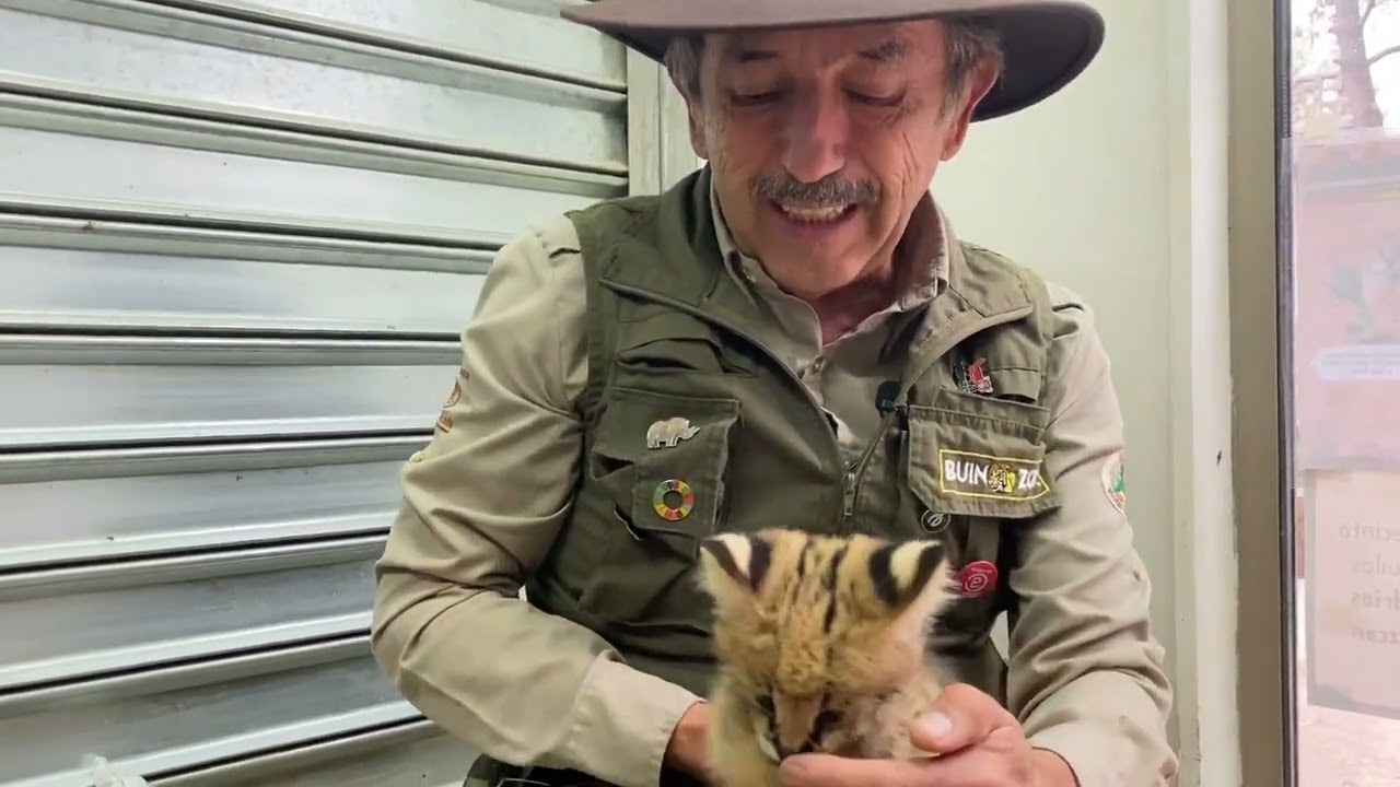 La nueva cría de serval - BUIN ZOO TE ACOMPAÑA EN CASA