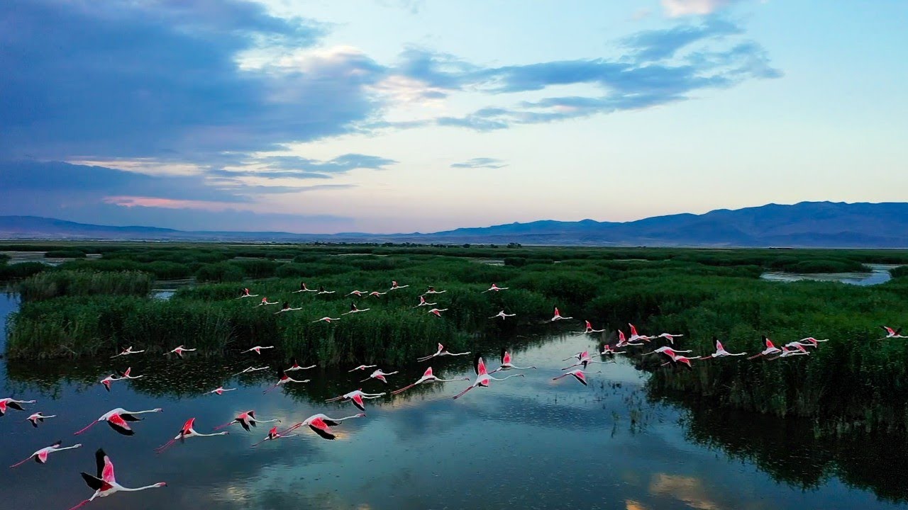 The Cry of the Flamingos - Music by Şirin Pancaroğlu
