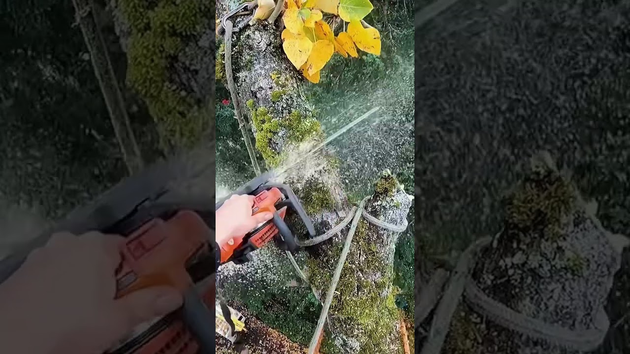 Most difficult tree cutting