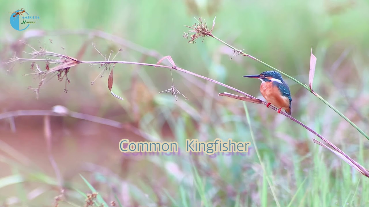 Kingfisher hunting catfish for food | Cam Natue