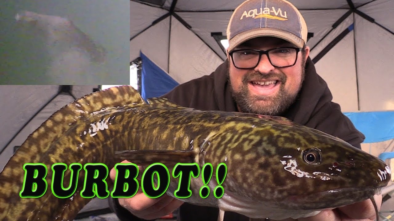 Burbot, Mariah, Eelpout, Lawyer, Ling, Dogfish... SO MANY NAMES!!