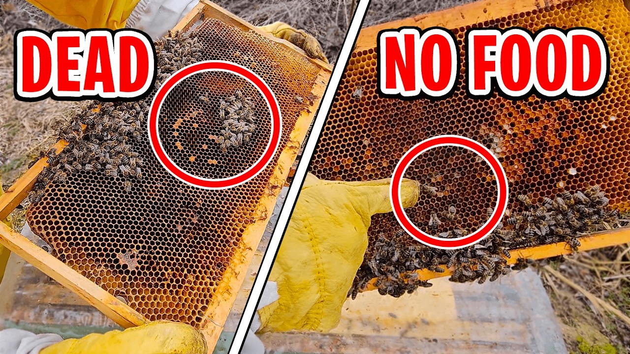 Can Weak Hives Survive Winter? The Shocking Truth