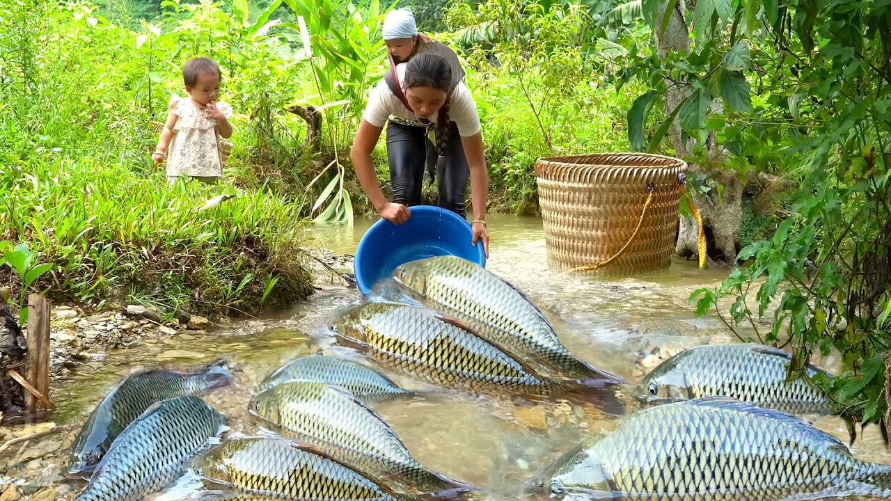 Encounter a school of giant carps & tilapia fish, catch & sell fish at the market with my children