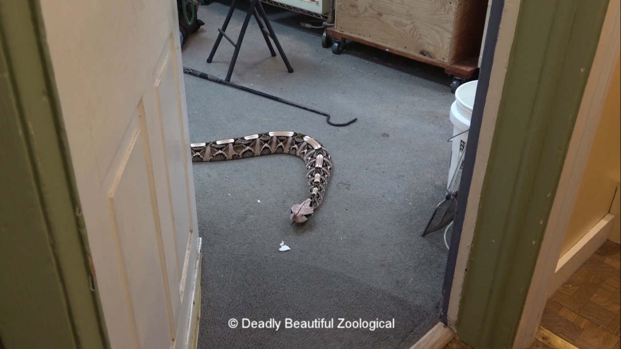 Pink's Enrichment