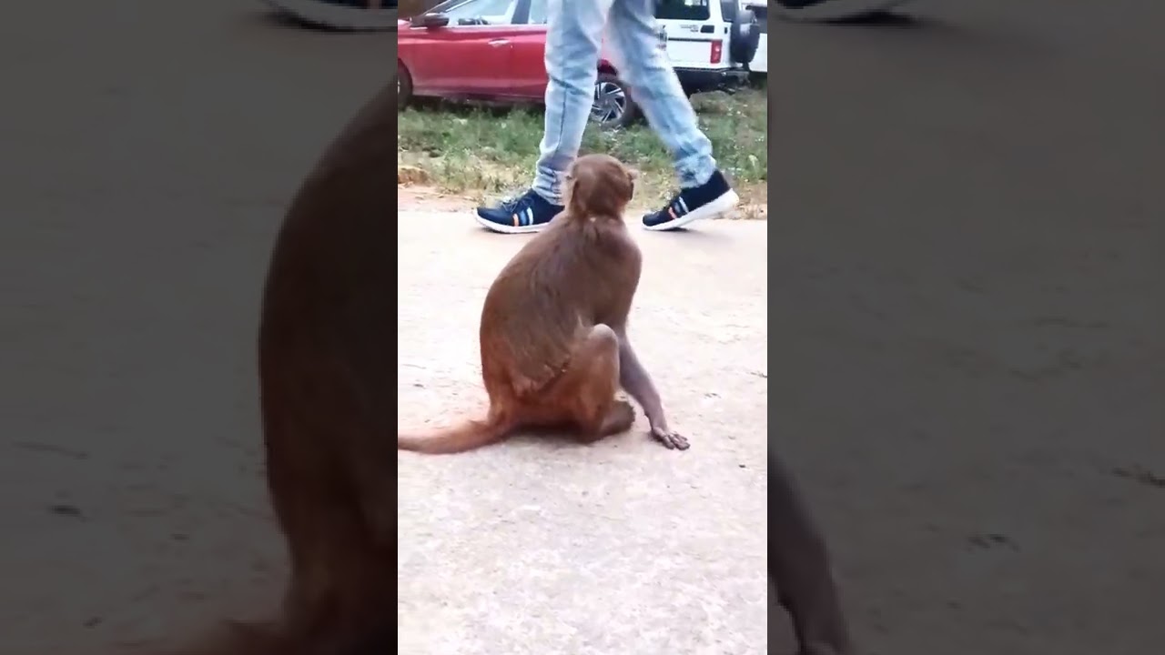 Monkey in the Village