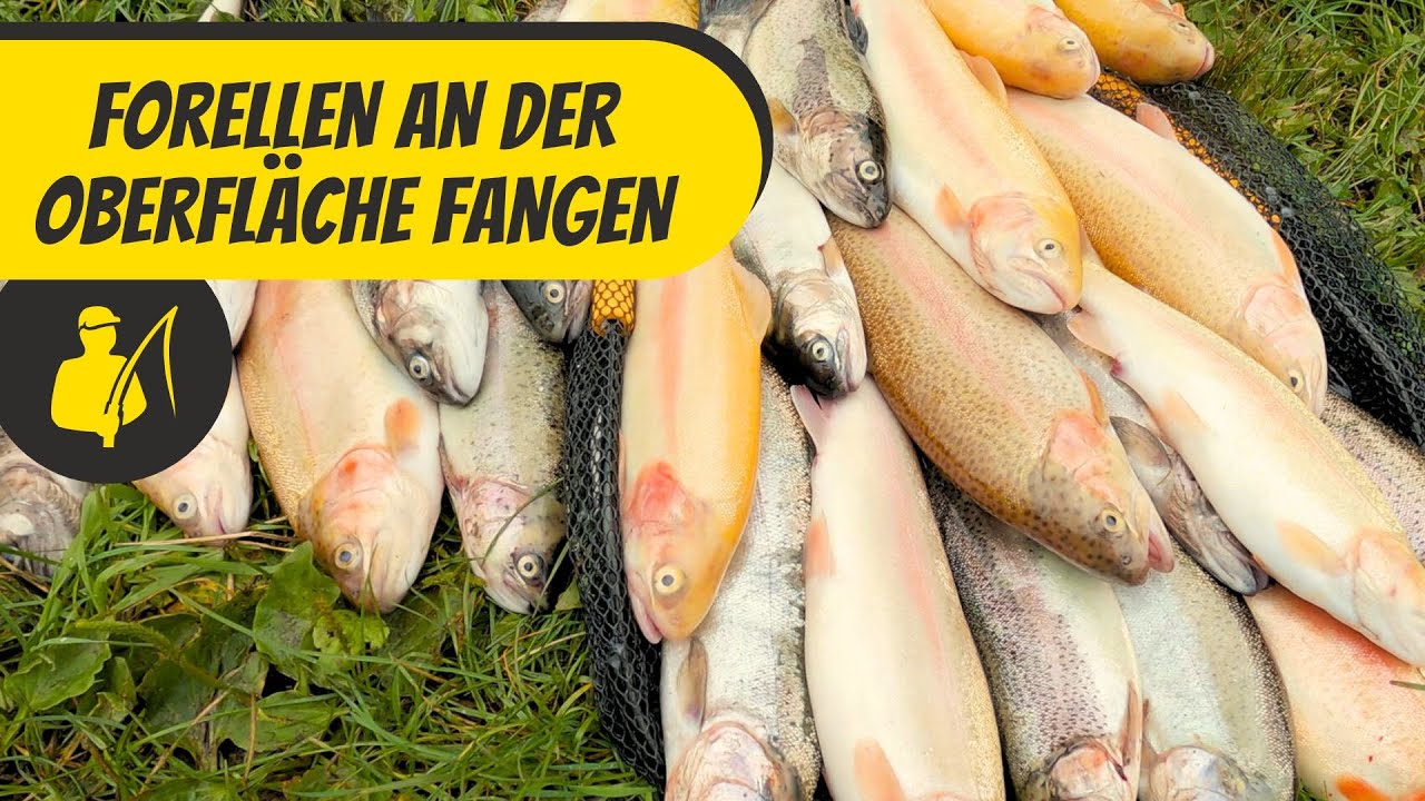 Forellen an der Oberfläche fangen