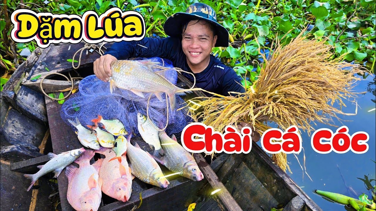 Dặm Lúa 