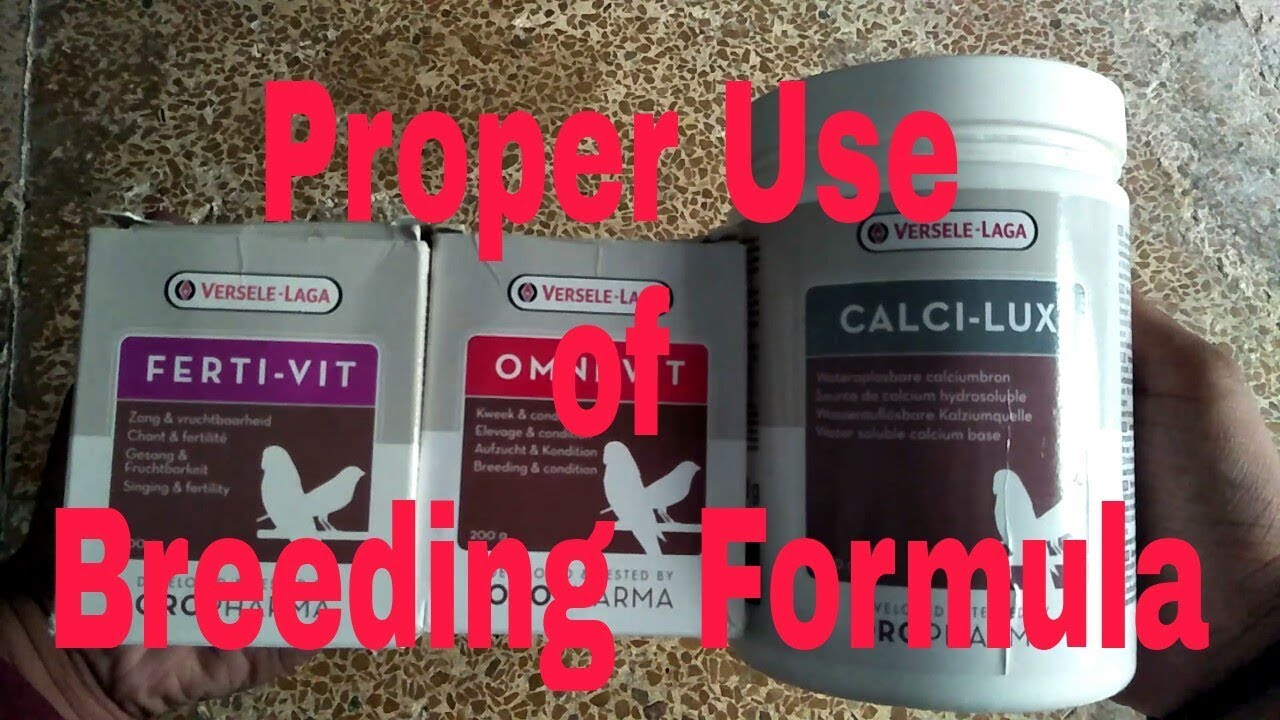 Best Breeding Supplement for African Grey | Breeding supplement for birds | 2018
