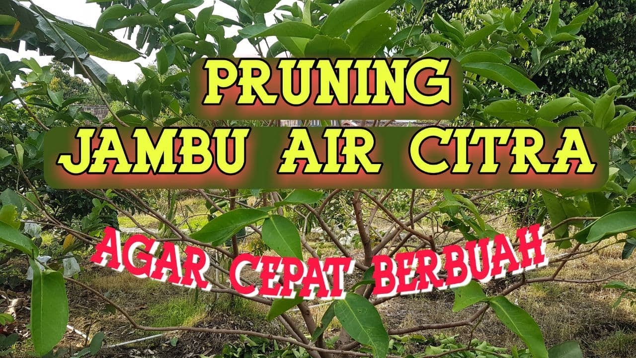 Jambu Air Citra, Lakukan Pruning Agar Cepat Berbuah