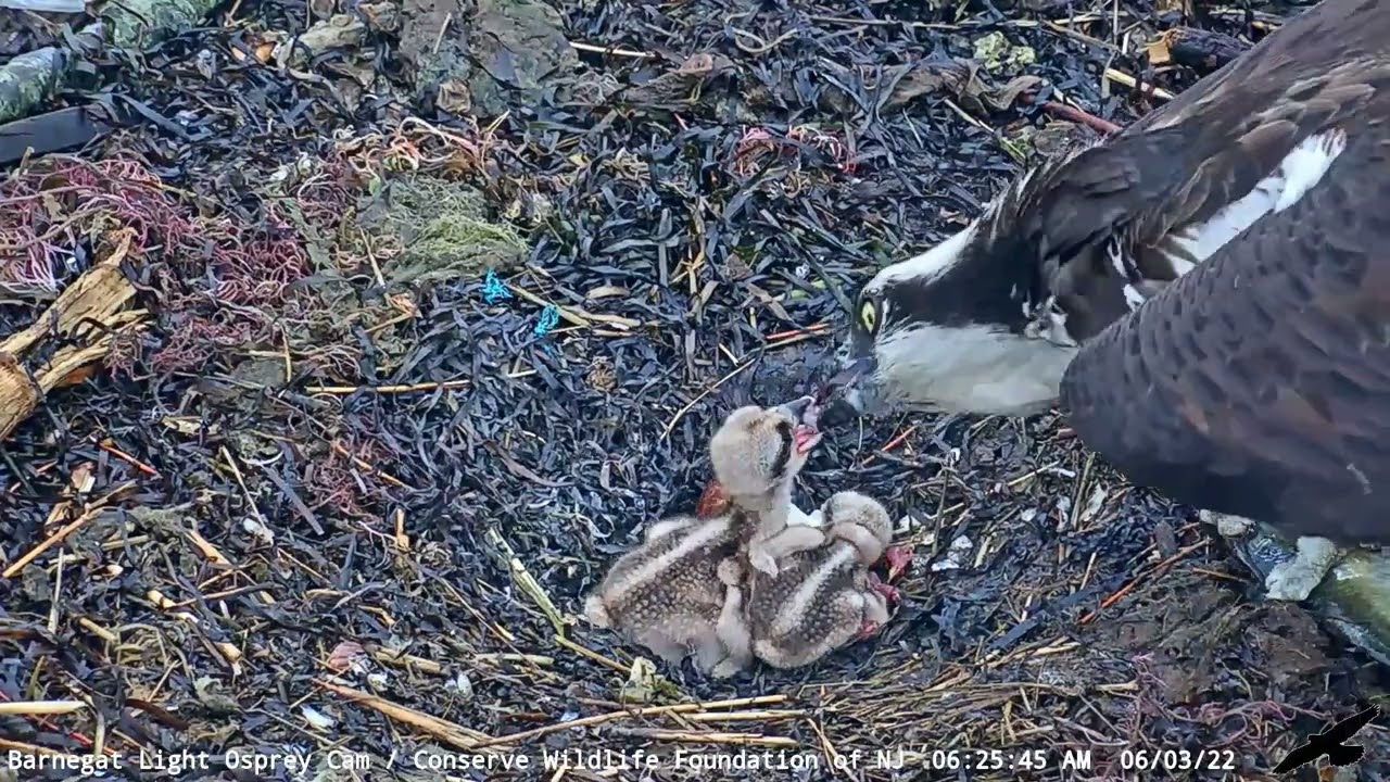 Barnegat Light Osprey Cam | 2022.06.03