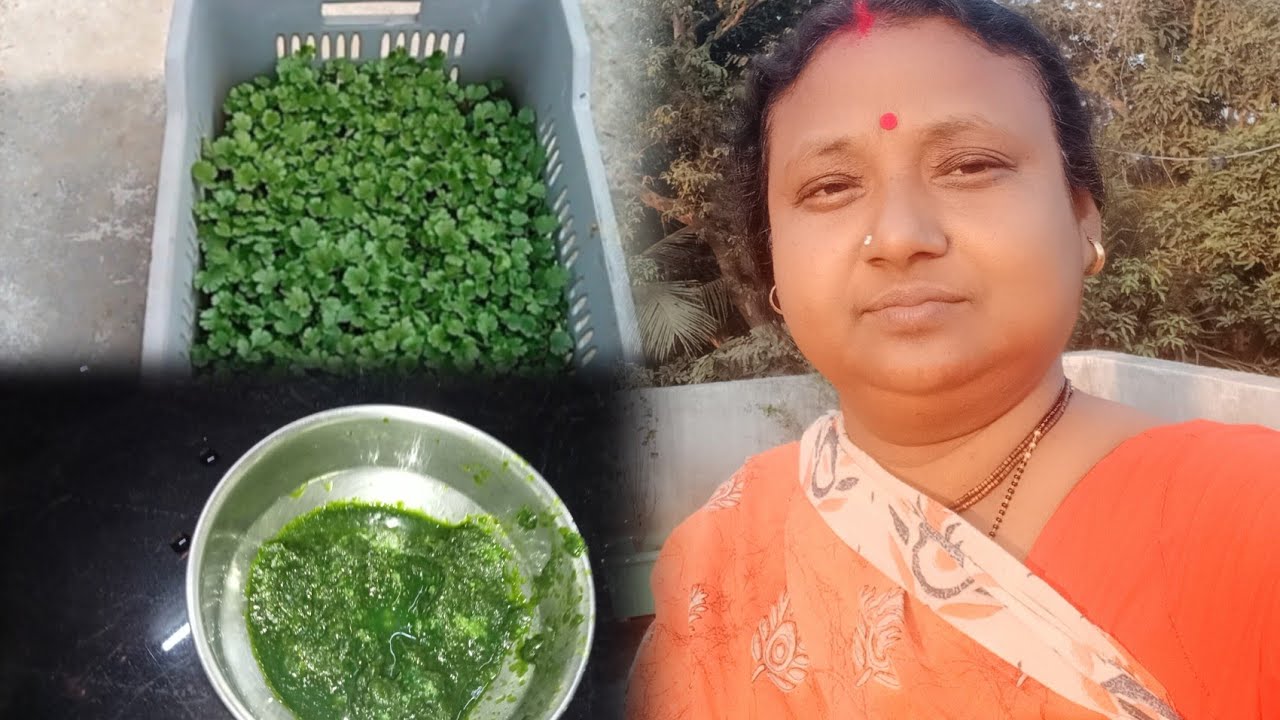  আমাদের ছাদ বাগানে নিজের হাতে লাগানো  সবজি দিয়ে  এই প্রথম  ধনেপাতা বাটা বানালাম 😋👌