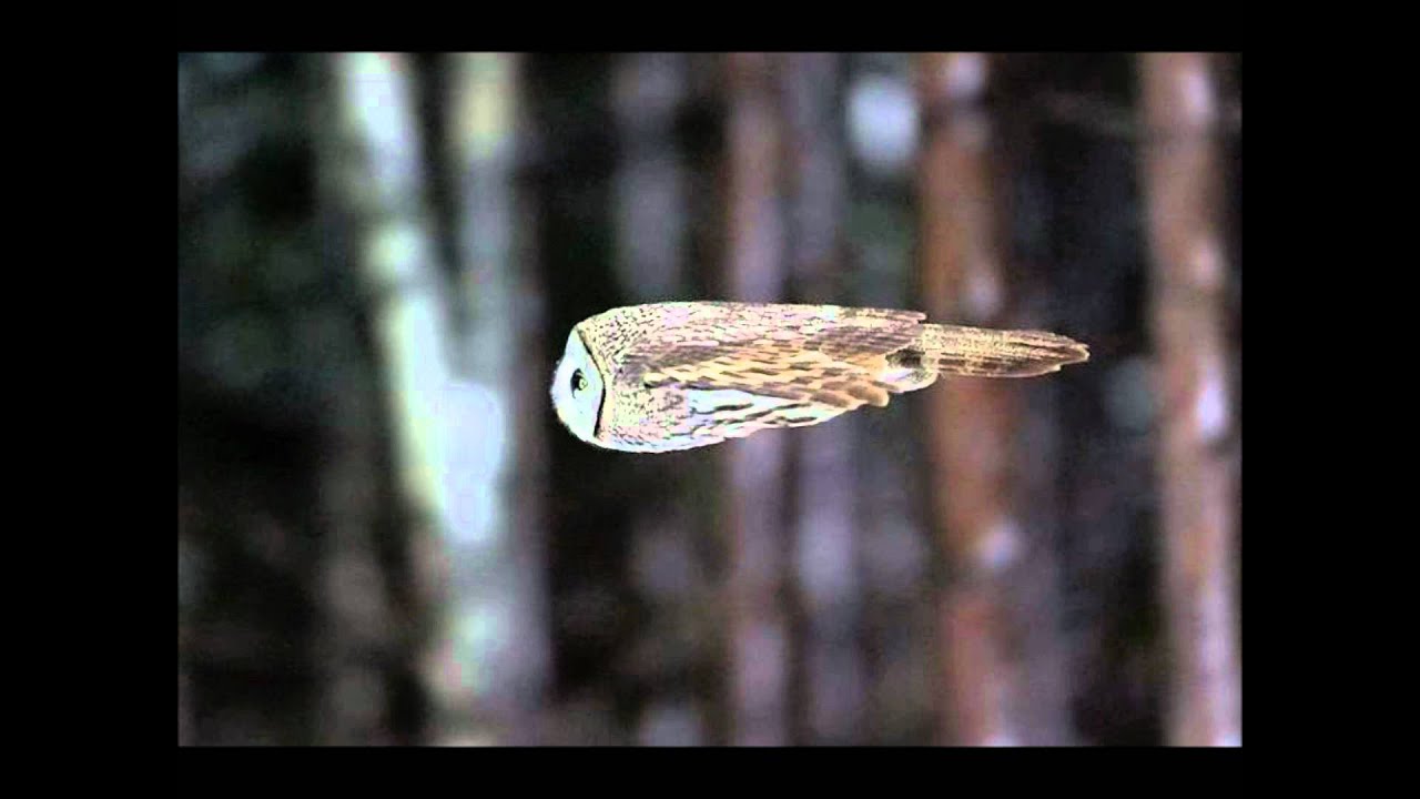 A Sides - Knowledge Wisdom feat. Jah Free