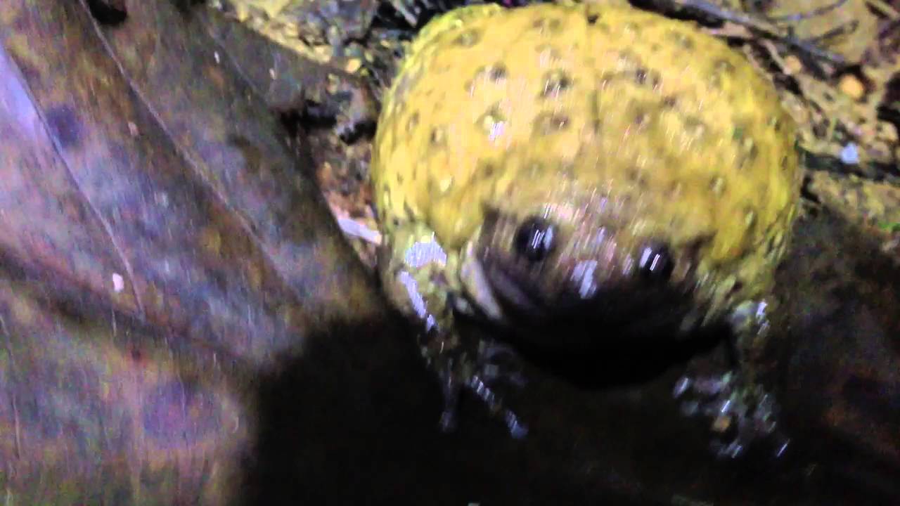 Callulops doriae