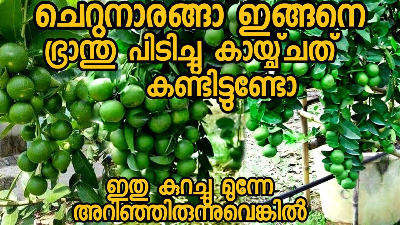 ചെറുനാരങ്ങ ഭ്രാന്തു പിടിച്ചത് പോലെ കുലകുത്തി കായ്ക്കാൻ ഇങ്ങനെ ചെയ്&zwnj;താൽ മതി|cherunaranga|lemon|krishi