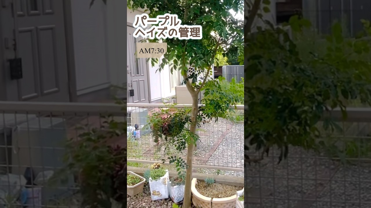 #パープルヘイズ