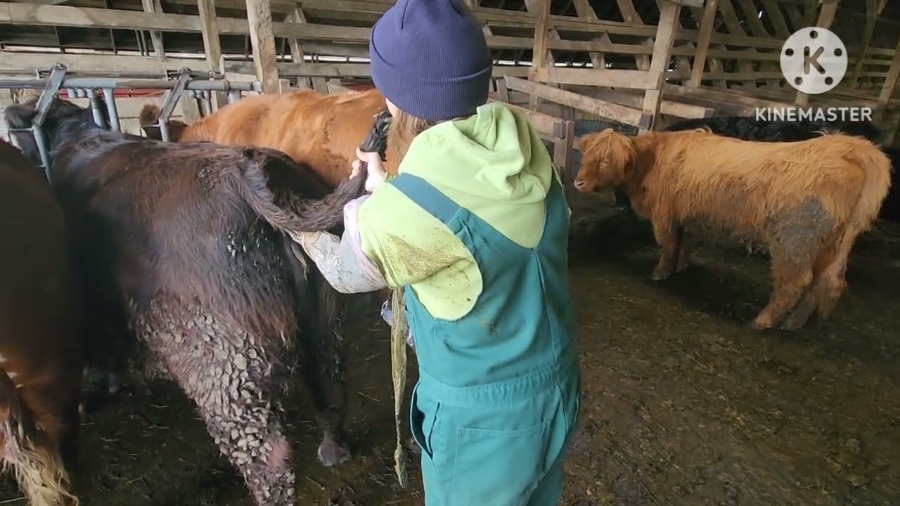 Pregnancy Checking Cows