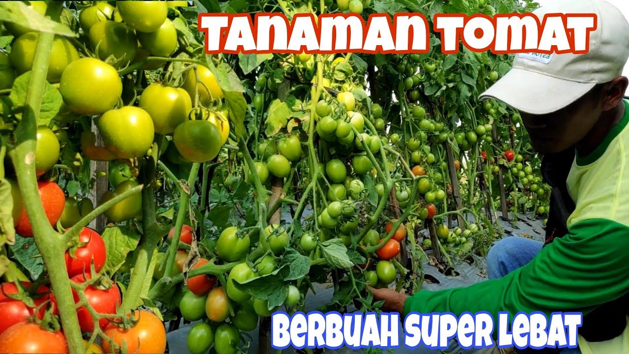 Tanaman tomat berbuah lebat