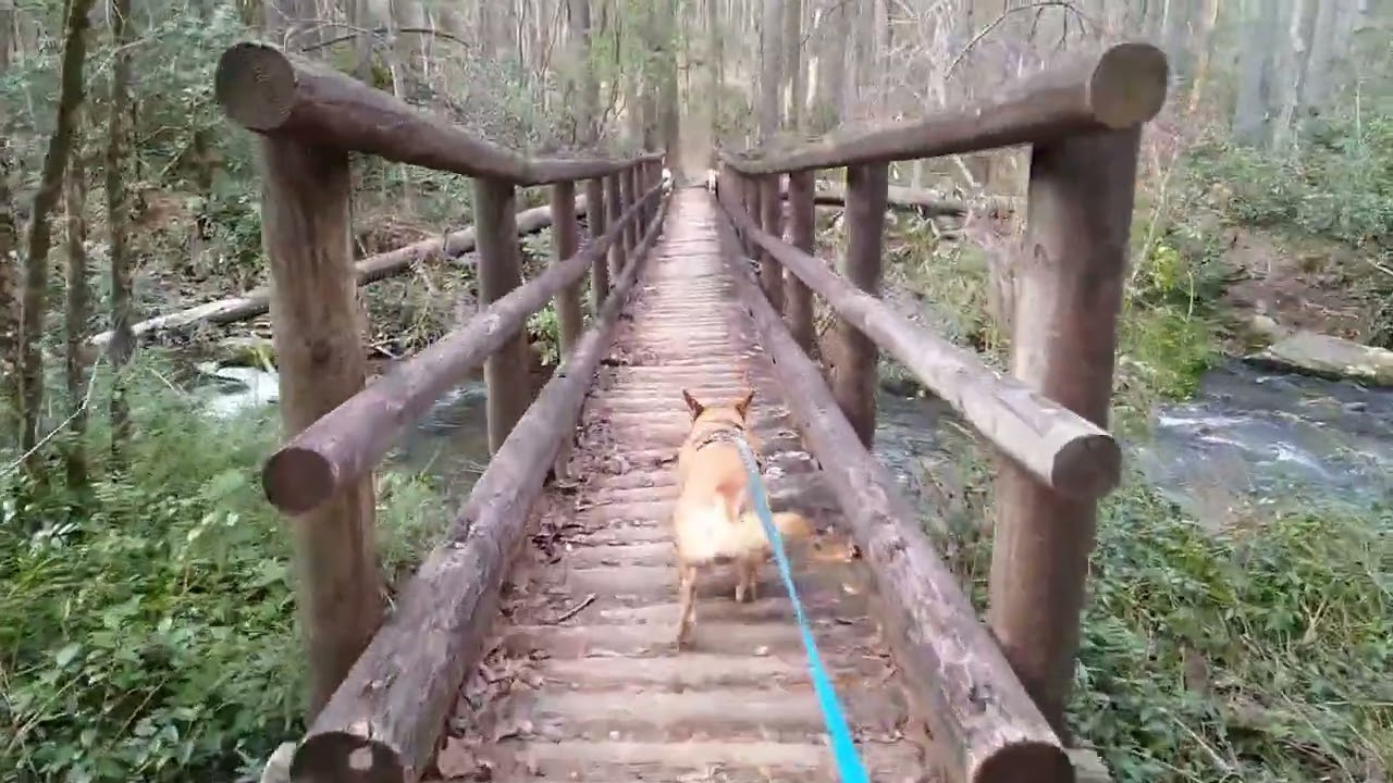 This River's Got a Real Pretty Mouth - Ellicott Rock Wilderness Area - Hiking With Marvel