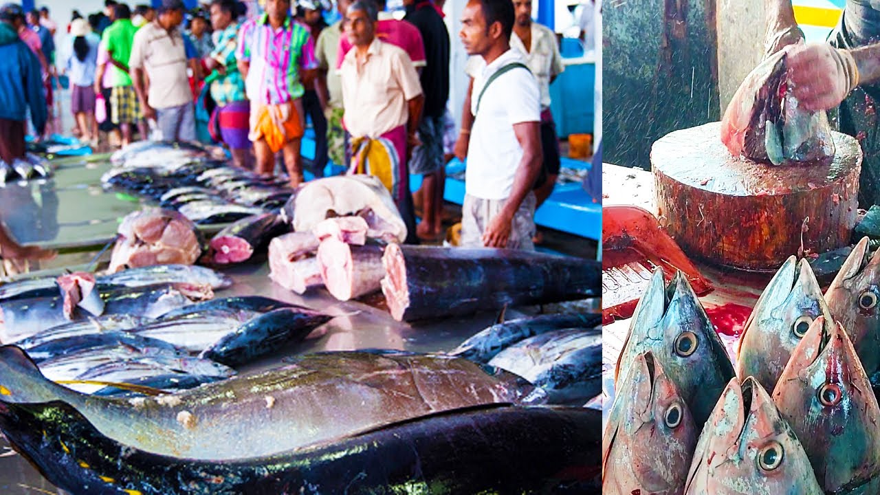 Fast Fish Cutting At Beruwala Fishery Harbour | Fish Cutting Skills