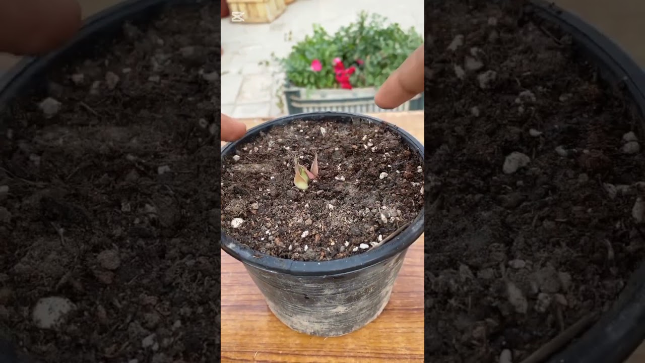 how to grow rose from Buds #viral#garden#plants#ideas
