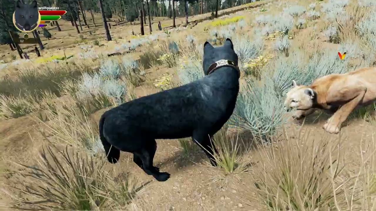 Wolf Quest  Lupin Left