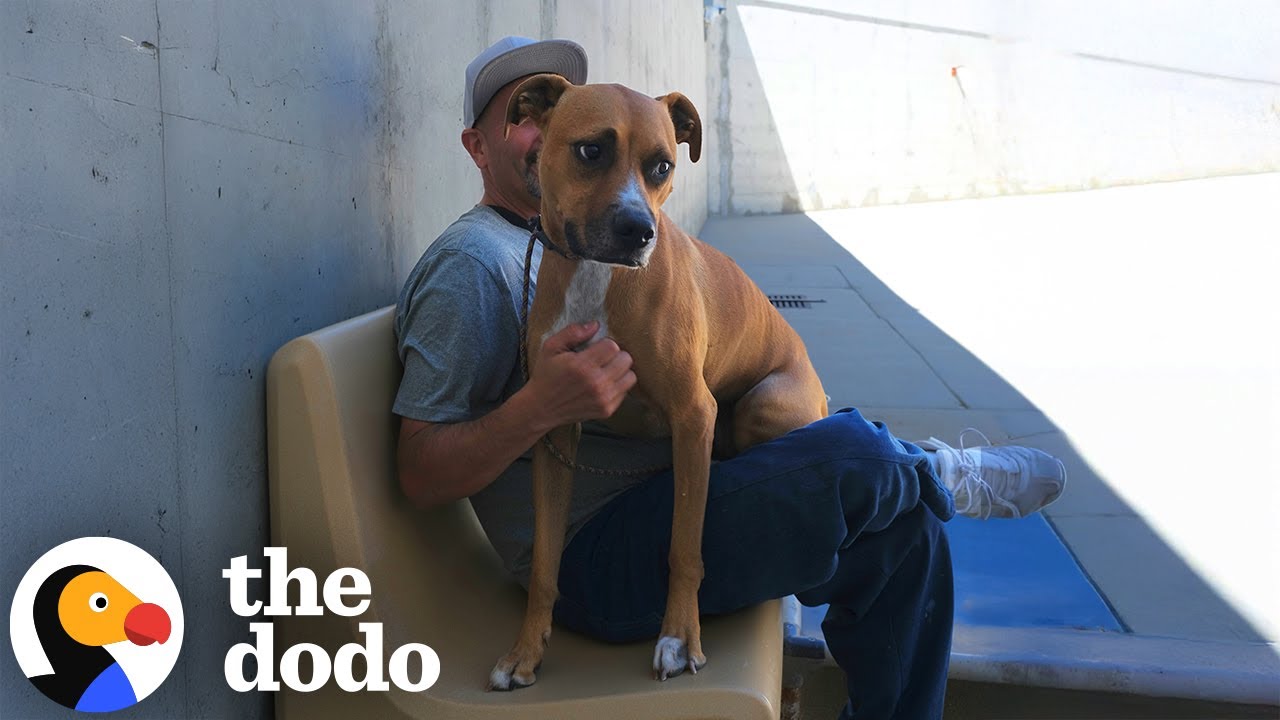 Reactive Rescue Dog Becomes a Mentor for Men in Prison | The Dodo
