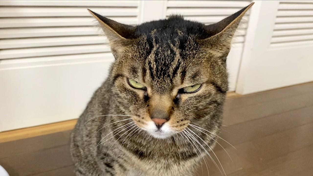 ※こちらを睨んでますが私のペットです(見知らぬ野良猫ではありません)