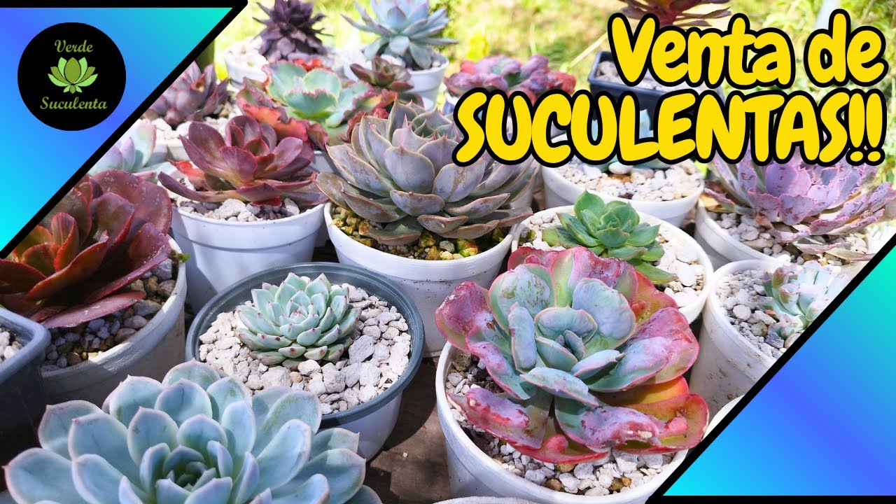 Venta de suculentas OCTUBRE 2025.🌺🌱🔥