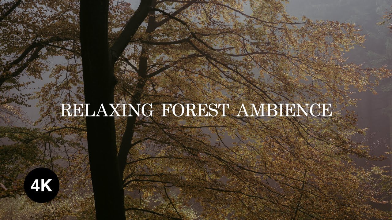 1Hr Forest ambience. Birds Sounds with a light breeze of wind. Perfect for mediation and ASMR.