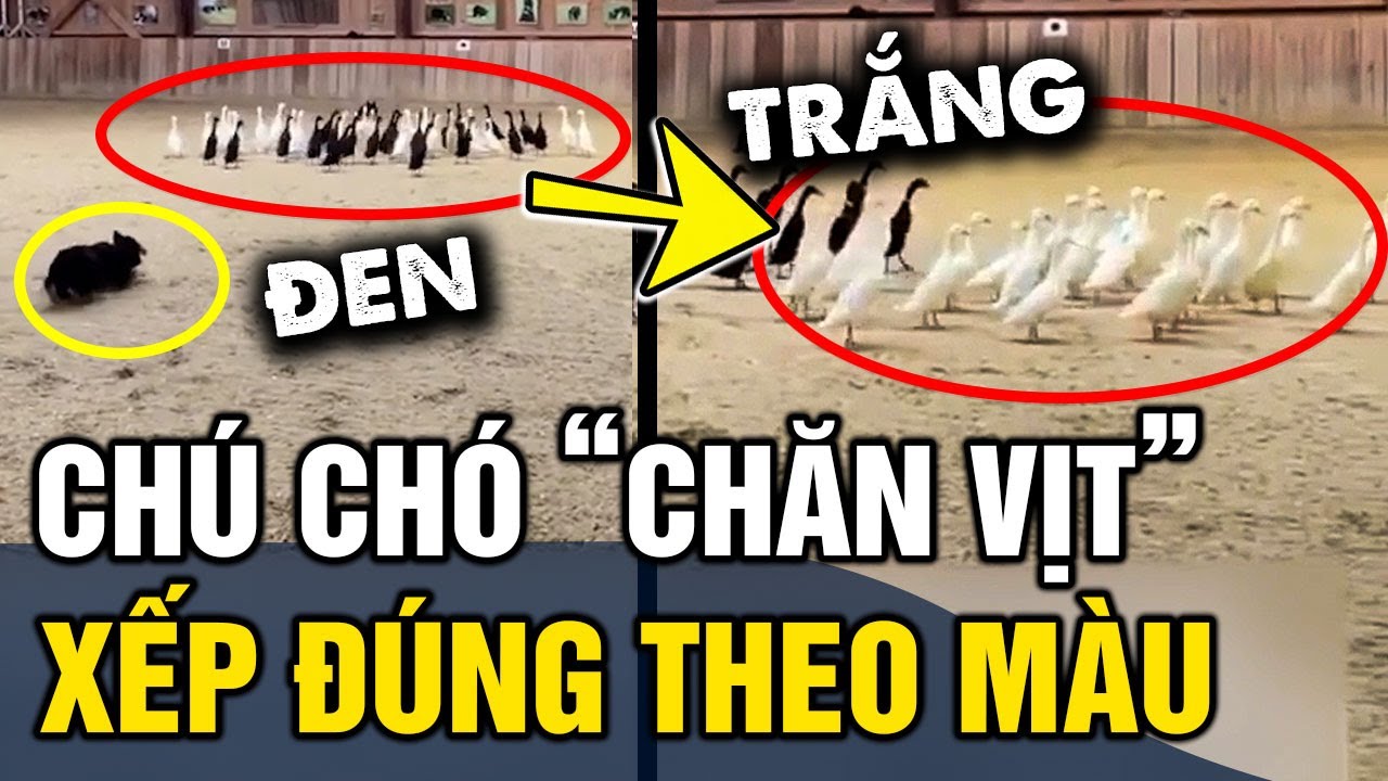 Đỉnh cao chú chó 'PHÂN LOẠI ĐÀN VỊT' theo màu sắc CỰC CHUẨN không lẫn vào đâu | Tin 3 Phút