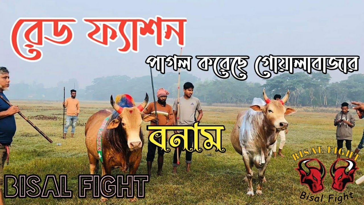 Pagol Korce Goalabazar vs Red Fashion win- Red Fashion | BisalFight @Anam Bisal @bisalyamalik