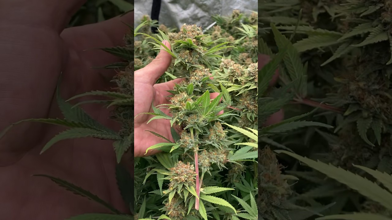 HARVEST DAY Skunk#1