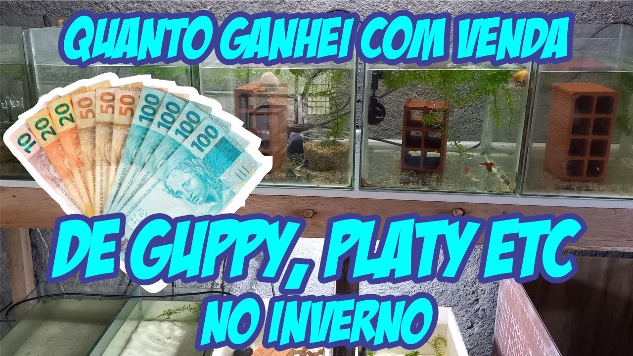 quanto eu ganhei em 3 meses no inverno, vendendo peixe  guppy platy etc
