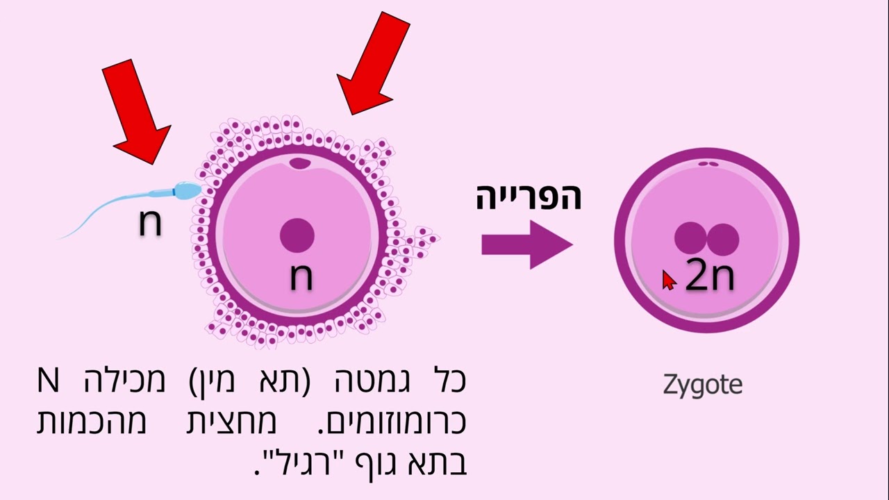 פרק 1 מתוך 5: מבוא למיוזה וההבדל ממיטוזה