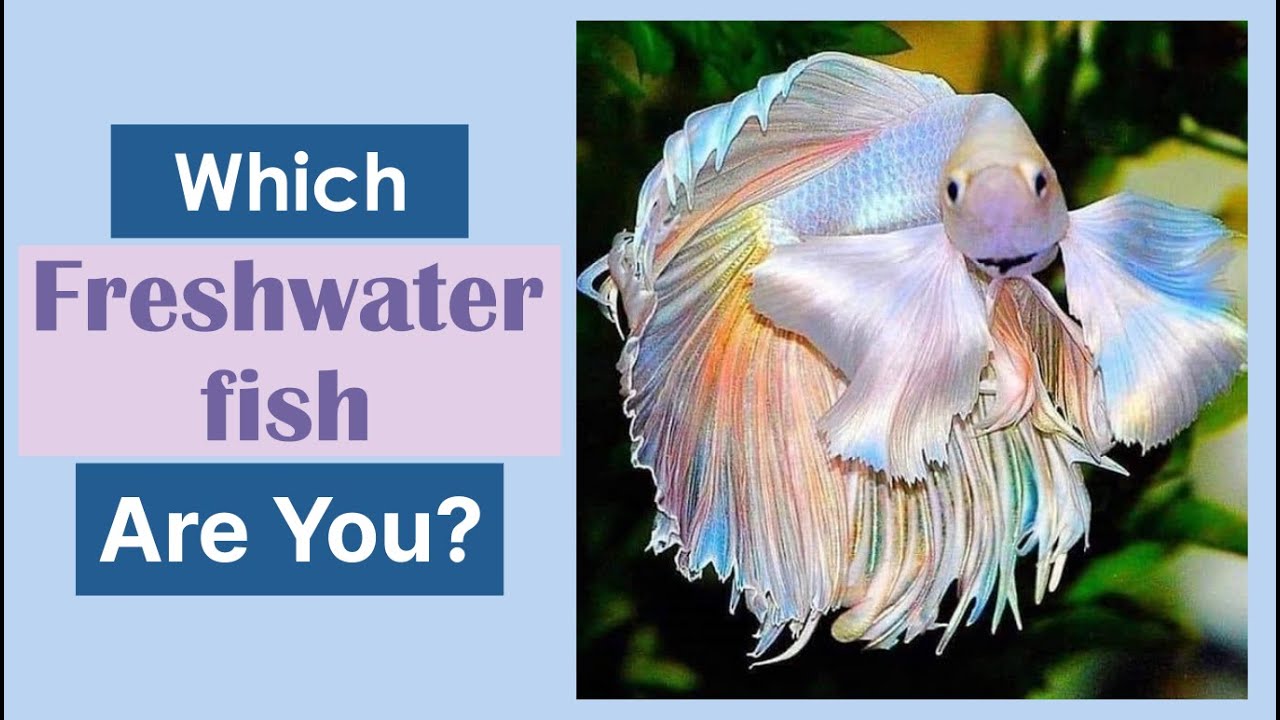 Which fish are you? | Personality quiz