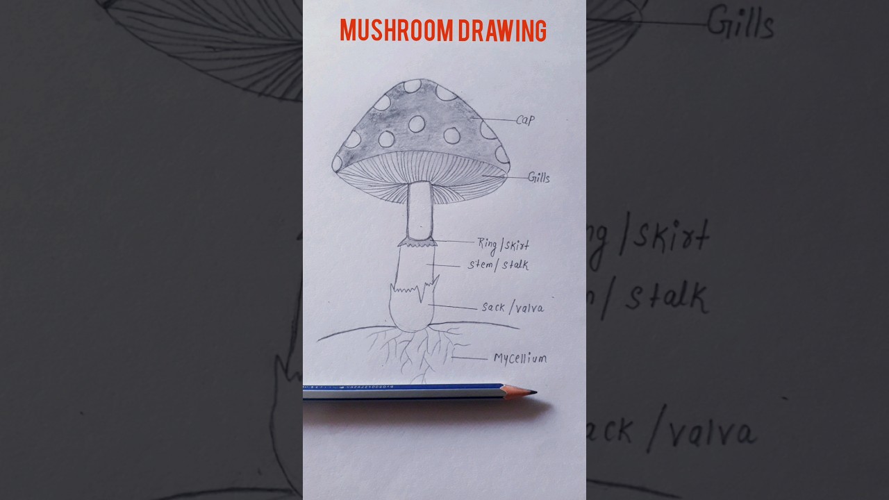 How to draw mushroom😱 #fungus #shortsvideo