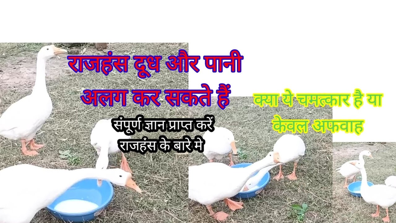 क्या है सचाई सच में राजहंस दूध और पानी को अलग कर सकते हैं