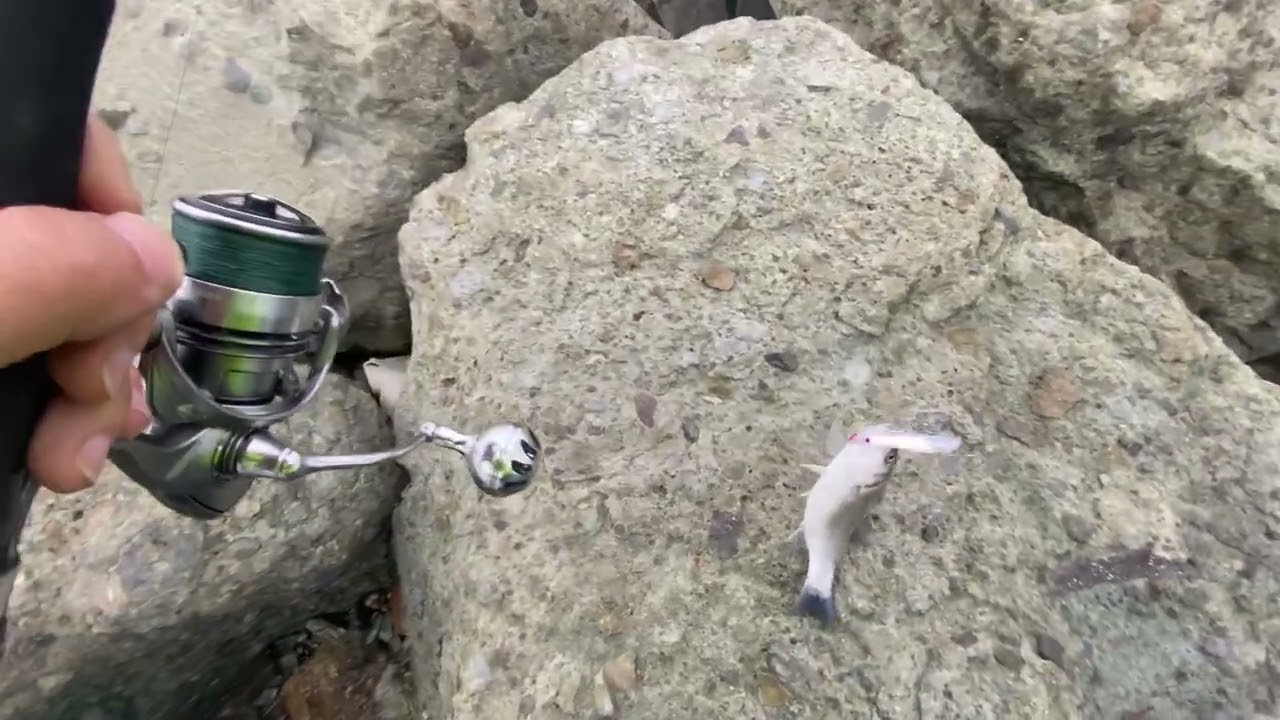  Sabahsuyu Levrek Avı.Bohçacılara inat salımlara devam levrek-ispendek#levrek #fishing #trofe #fish 