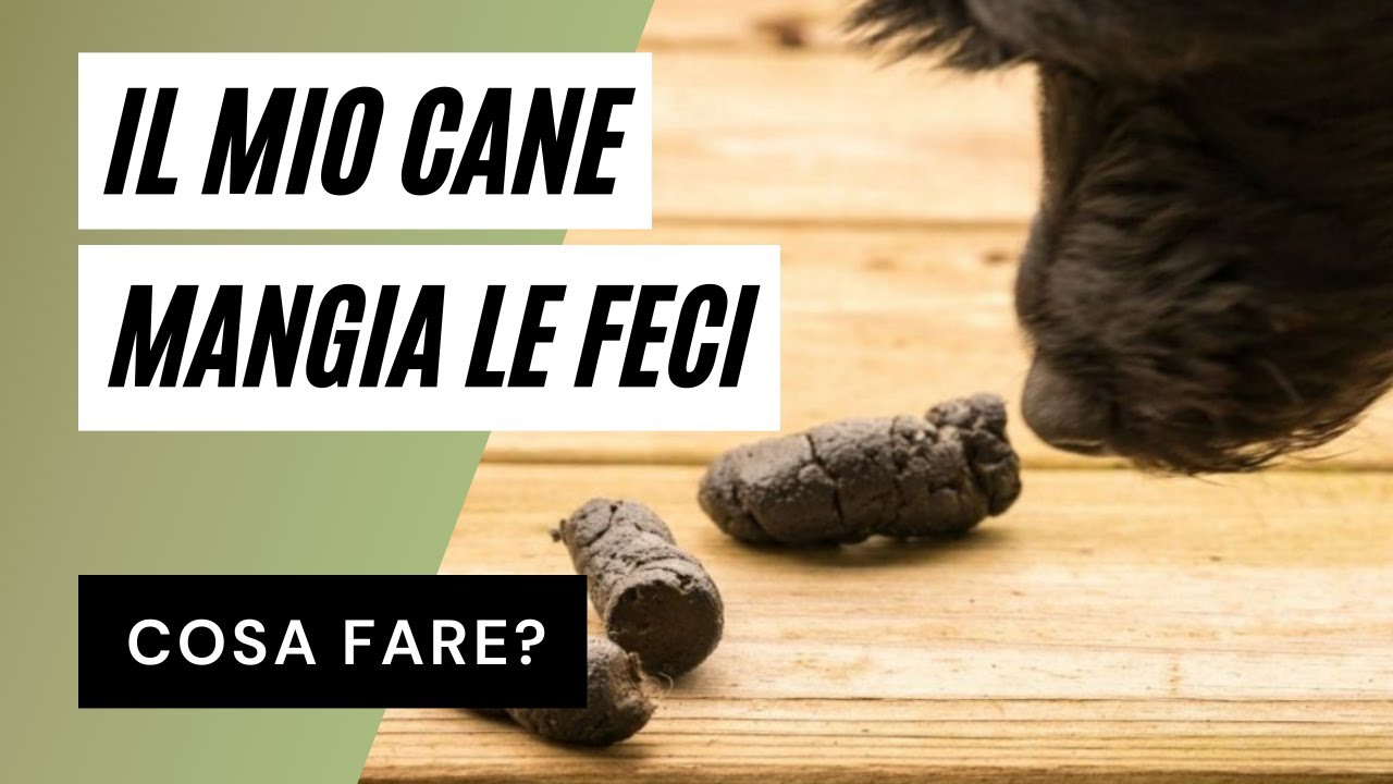Coprofagia cani: perché il cane mangia la cacca?