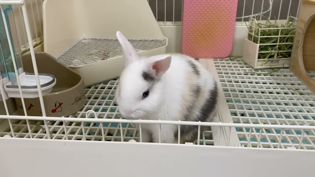 生後1ヶ月🐰🩷うさぎの日常