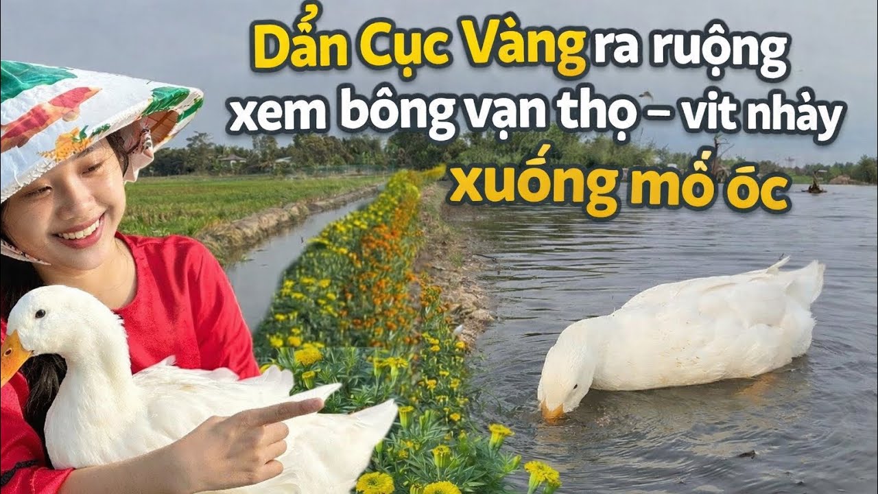 	Ra Ruộng Xem Bông, Ai Ngờ |CỤC VÀNG| Mê Mò  Ốc Hơn Chủ 😆#youtube #vlog #xuhuongyoutube #duck