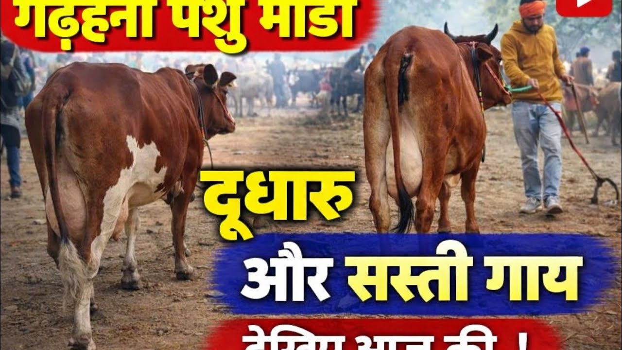 Aaj Garahni Pashu Mandi Me Bik Rahi Zabardast Gaay 🐄 | Full Video