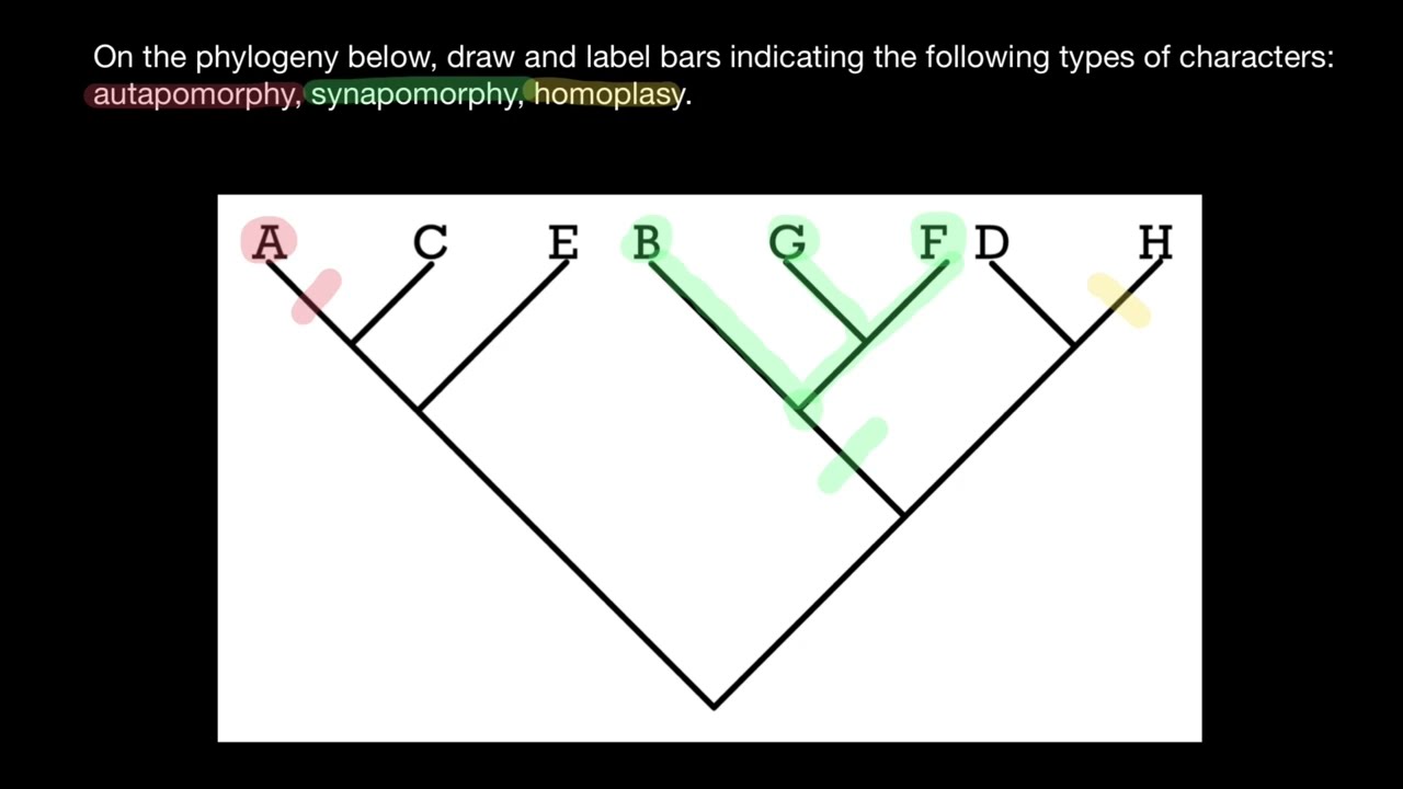 Autapomorphy, Synapomorphy, Homoplasy Explained