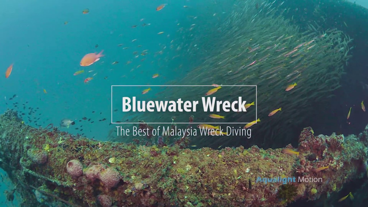 Life beneath the wave. The magnificent  Bluewater Wreck, Labuan.