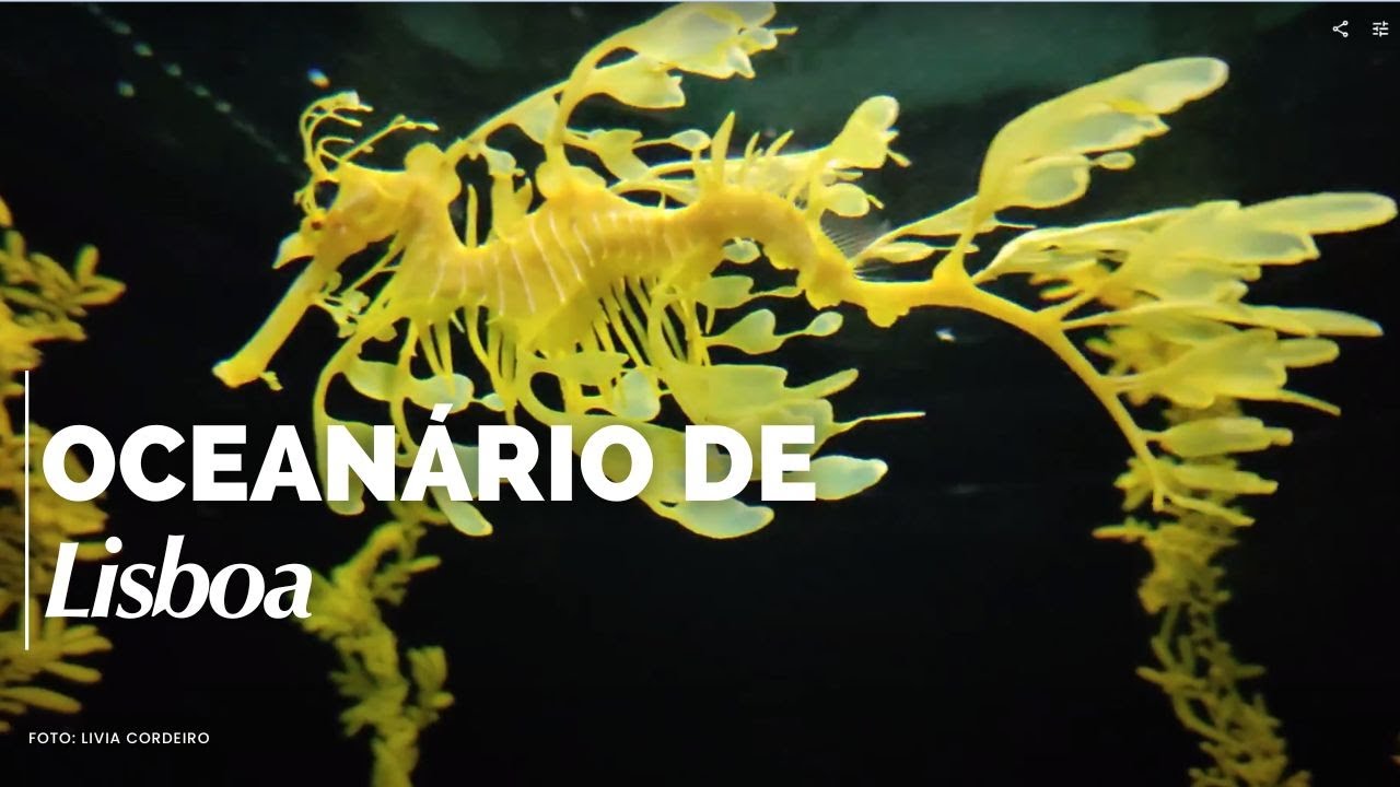 eCaves pelo mundo: um olhar sobre os oceanos em Lisboa