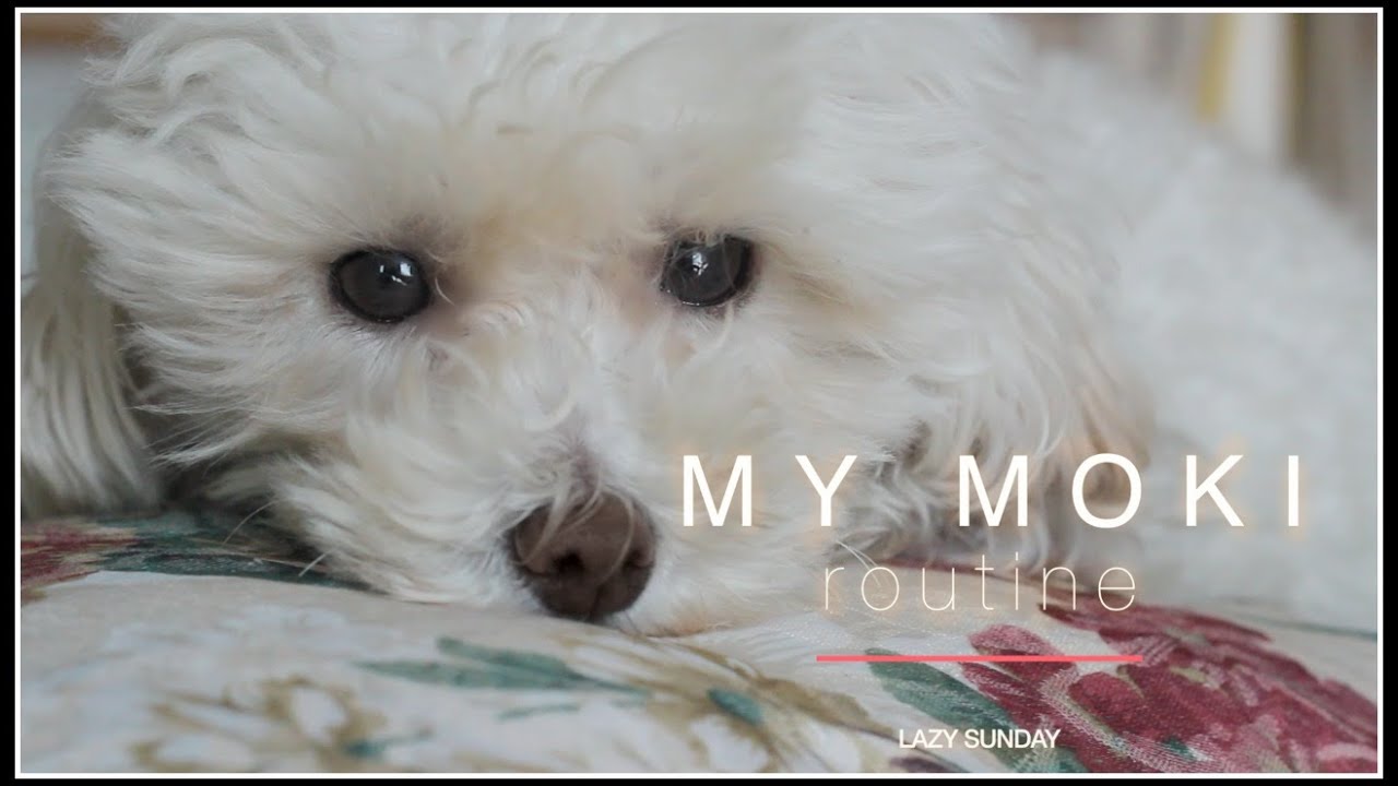 My Morning Routine ITA | My Moki Routine | La giornata tipo di un dog influencer