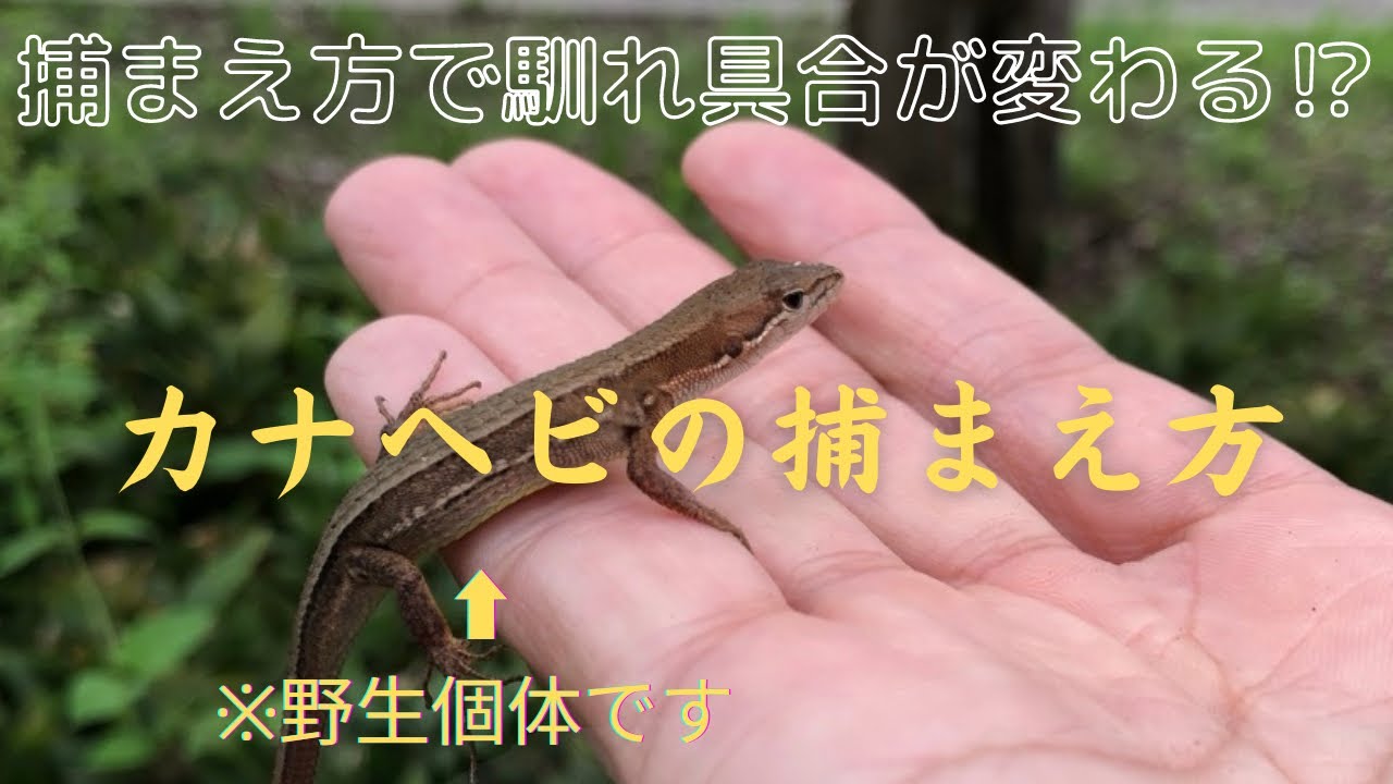 ☆1時間で5匹捕まえた‼️☆カナヘビと仲良くなれる捕まえ方🦎