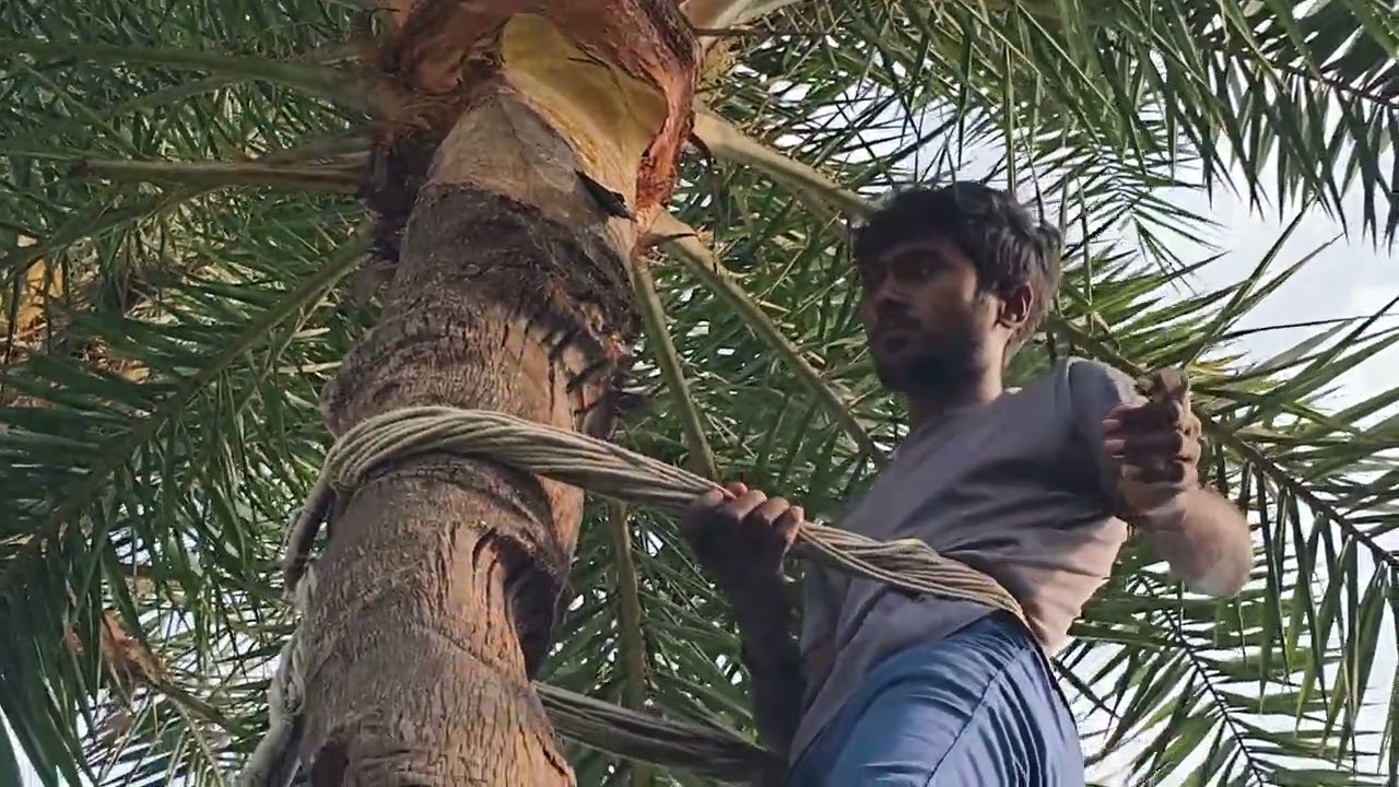 Khujer ka Rass 🥛😱 Khujer chhilne 🌴