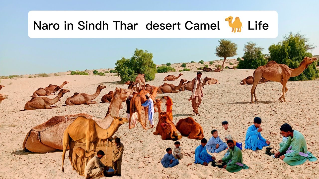 Sindh Ke Khanabadosh Aur Unke Oont | Nara Desert Life | Baloch TV 110 vlogs 