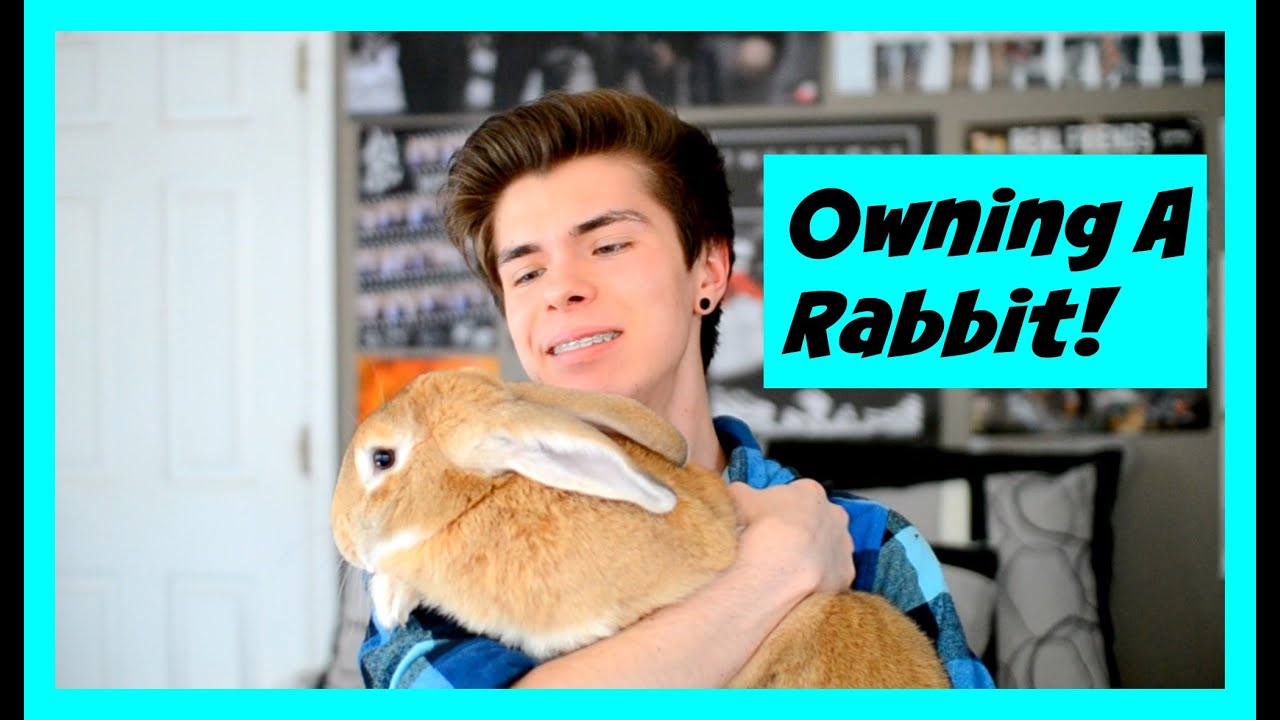 WATCH THIS BEFORE GETTING A PET RABBIT!